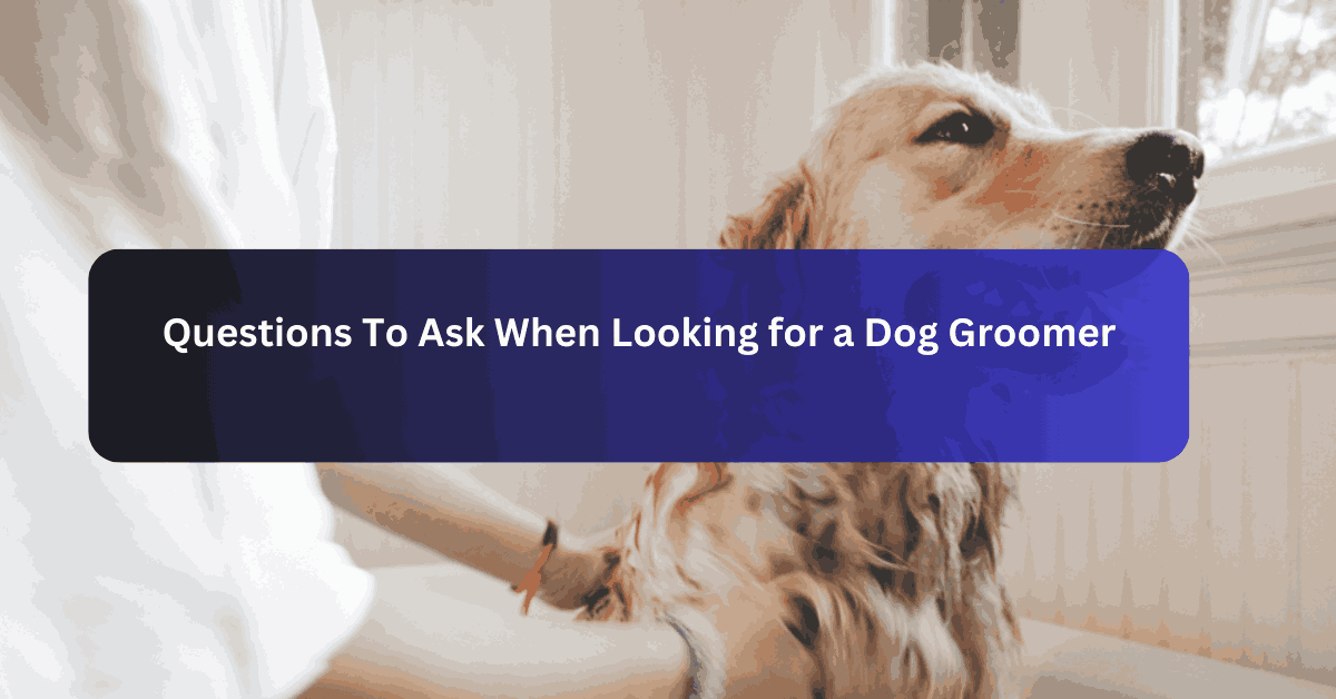 Questions To Ask When Looking for a Dog Groomer