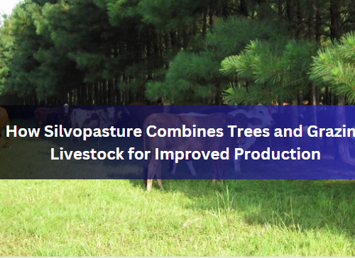 How Silvopasture Combines Trees and Grazing Livestock for Improved Production