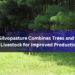 How Silvopasture Combines Trees and Grazing Livestock for Improved Production