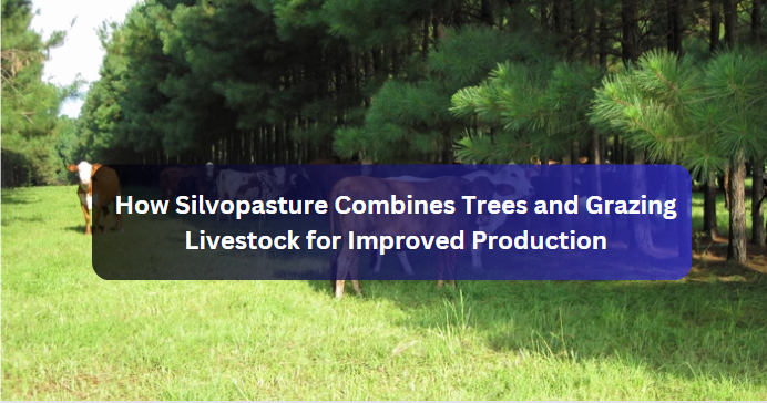 How Silvopasture Combines Trees and Grazing Livestock for Improved Production